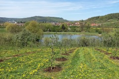 Kirschbluetenweg-5
