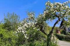 Kirschbluetenweg-9